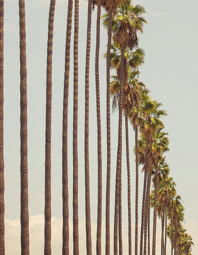 Palm Tree Print